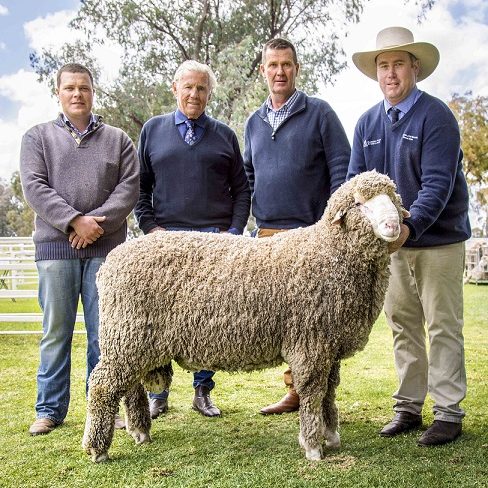 KERRIN POLL RAM – LOW RES