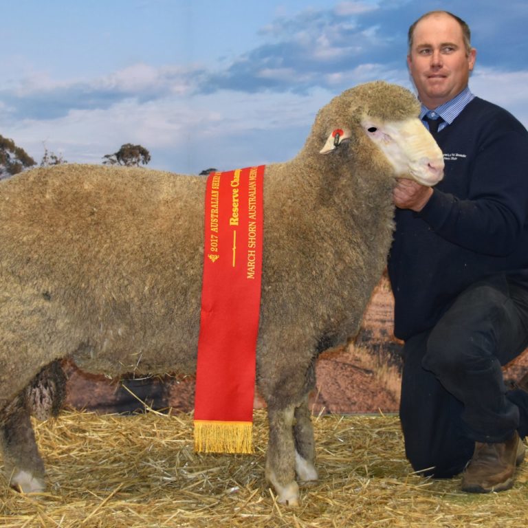 POLL BOONOKE 160540 – RES CHAMP ALL PURPOSE BENDIGO 2017