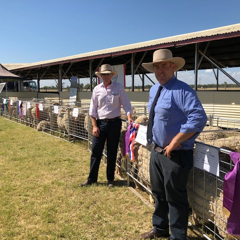 QUEENSLAND STATE SHEEP SHOW