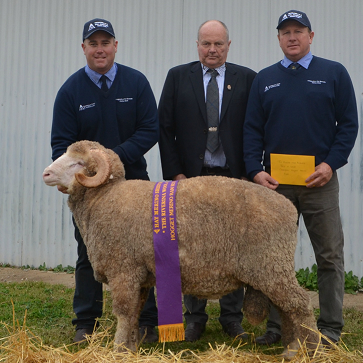 WANGANELLA 160801-HAY HOGGET RAM-S BURNS