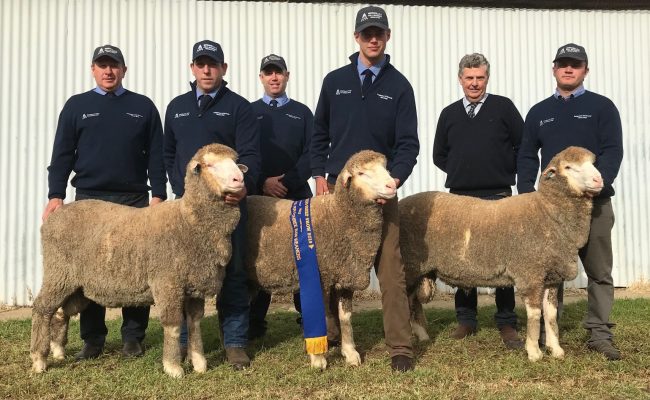 PEN OF THREE RAM WEANERS – HAY SHOW 2019 – CROPPED