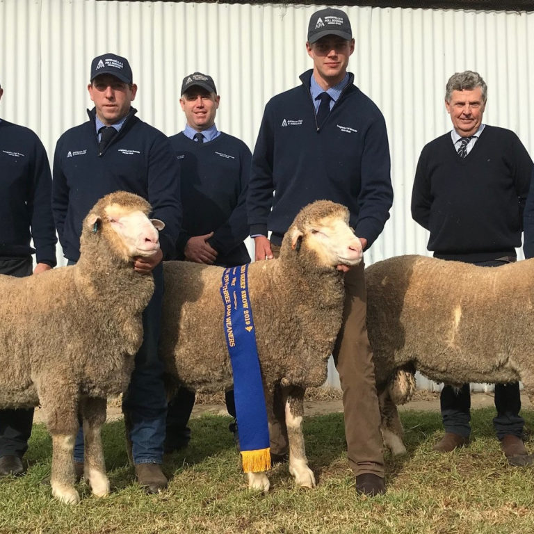 PEN OF THREE RAM WEANERS – HAY SHOW 2019 – CROPPED