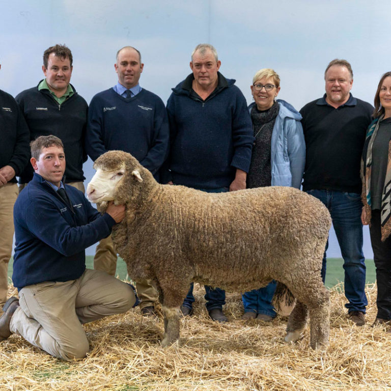 POLL-BOONOKE-180137-SOLD-RAM-BENDIGO