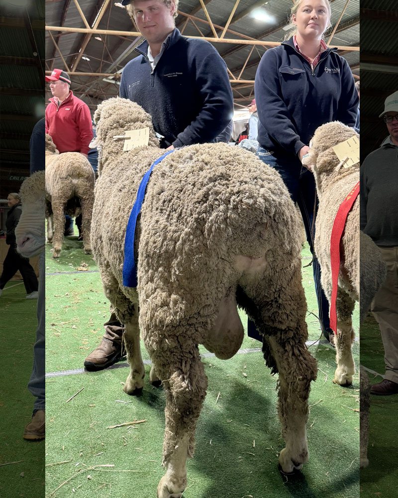 PB230616-1st-PLACE-UNHOUSED-RAMS-AT-HAY-SHEEP-SHOW