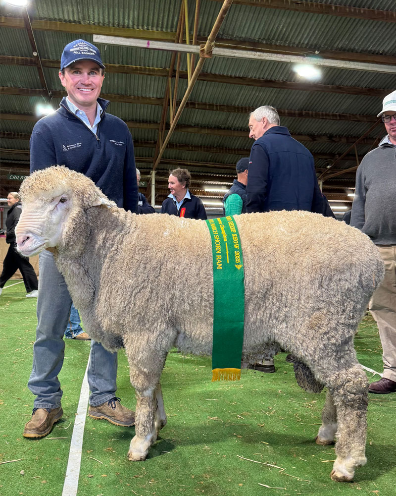 PB231331-RES-CHAMP-STRONG-WOOL-MARCH-SHORN-RAM-HAY-2025
