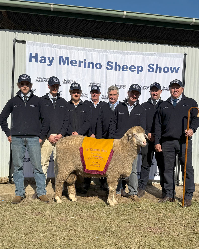 PB240424-AUSTRALIAN-HOGGET-MERINO-RAM-GROUP-HAY-SHEEP-SHOW-2025