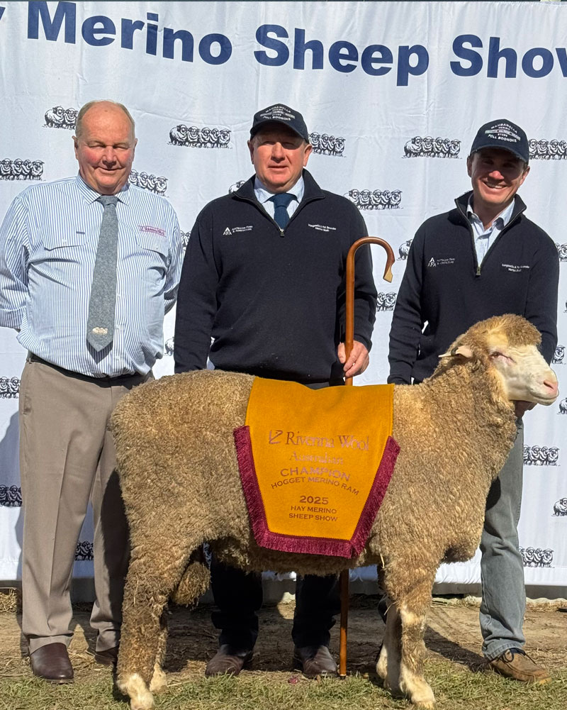 PB240424-AUSTRALIAN-HOGGET-MERINO-RAM-HAY-SHEEP-SHOW-2025