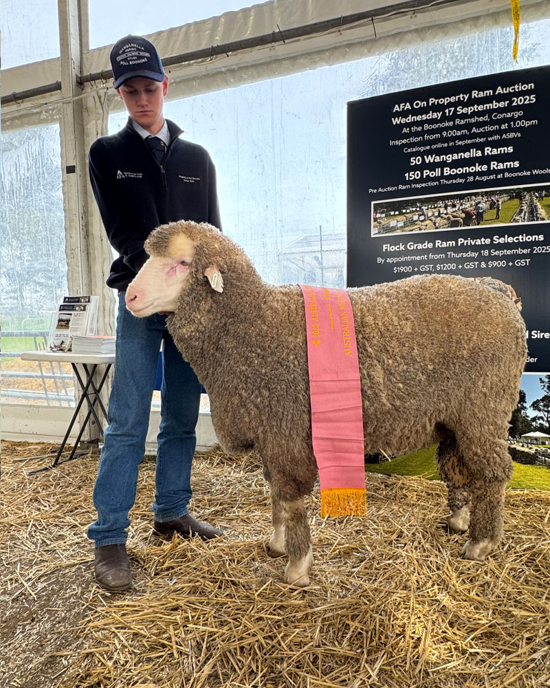 PB240424-CHAMPION-MEAT-MERINO-BENDIGO-2025-No-2