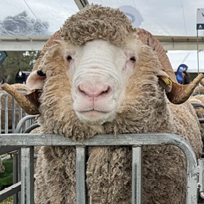 2026-auction-Ram1