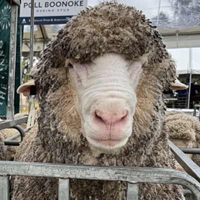 2026-auction-Ram2
